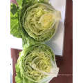 Round Fresh Iceberg Lettuce Fresh Lettuce with Gap Certificate Supplier From China